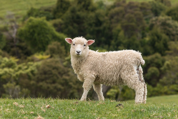 Fototapeta premium watchful lamb