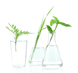 Plants in test tubes, isolated on white
