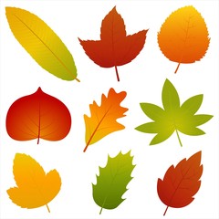Collection of Autumn Leaves Vector