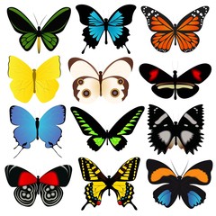 Colorful Butterflies Vector Collection