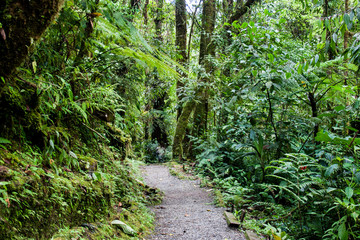 Trail in Tapanti National Park, Costa Rica