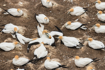 gannets fighting over nest