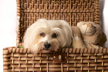 Havaneser mit Teddybär