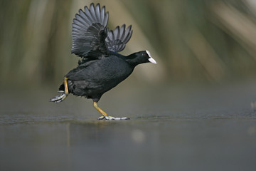 Coot, Fulica atra