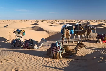 Fototapeten Méharée dans le désert du Sahara - Tunisie © Delphotostock
