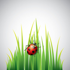 Ladybug on green grass vector background