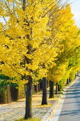 ginkgo trees on the way to become the yellow leaves