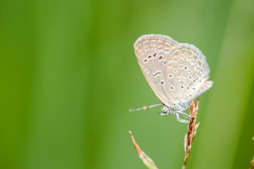 Butterfly in the nature