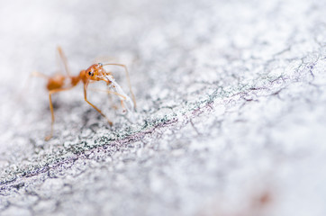 Red ants on the wall