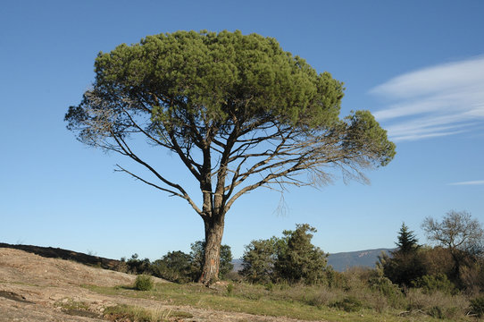 Pin d'Alep , Pinus halepensis