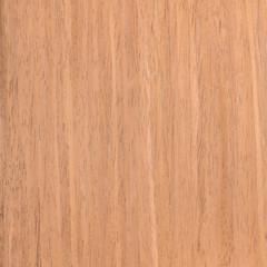 Fototapeta premium texture walnut, tree background