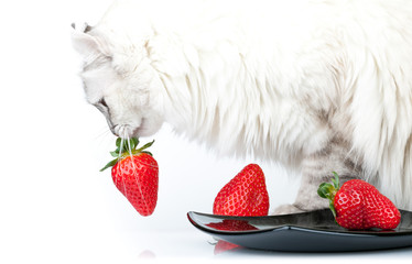 White cat carefully eats fresh red strawberry from black plate