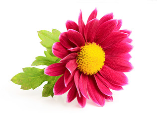 Small pink chrysanthemum close-up.