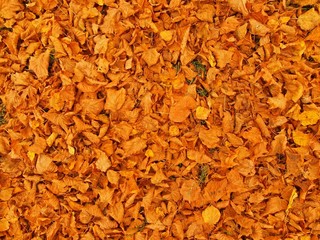 Autumn park ground with dry hazel nut leaves , colorful leaves