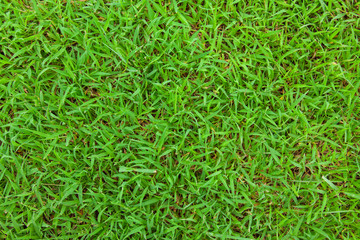 real green grass background