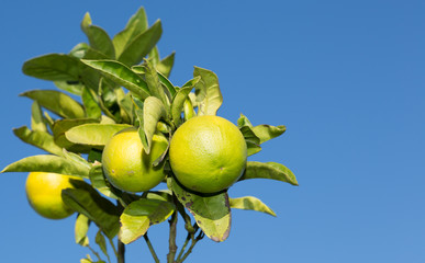 Valencia orange trees