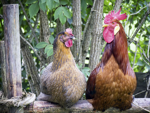 two rooster