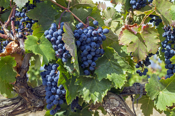 Ripe clusters of dark blue grapes. 