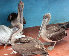 Brown Pelicans