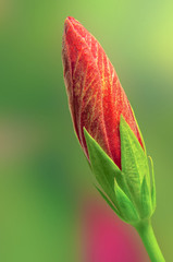 Red Hibiscus Bud