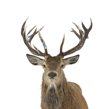 Red deer portrait