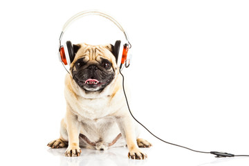  Pug dog with headphone isolated on white background