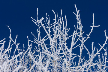 Closeup of branches of a snow winter tree