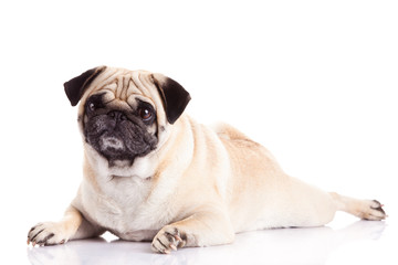 Obraz premium pug dog isolated on white background