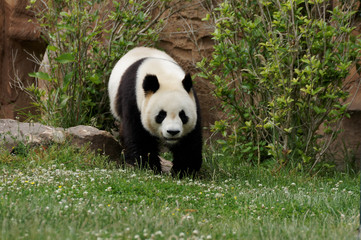 Fototapeta na wymiar panda-3