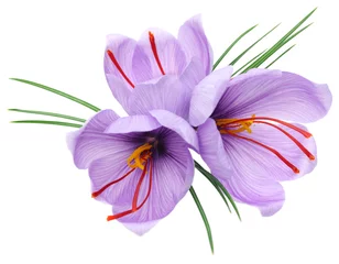 Foto op Plexiglas saffron crocus flowers isolated on white background © uckyo