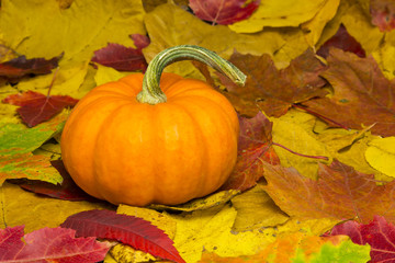 Mini Pumpkins