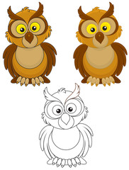 Obraz premium Owl