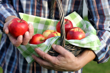Gärtner im alten Land hält frischen Apfel, Korb