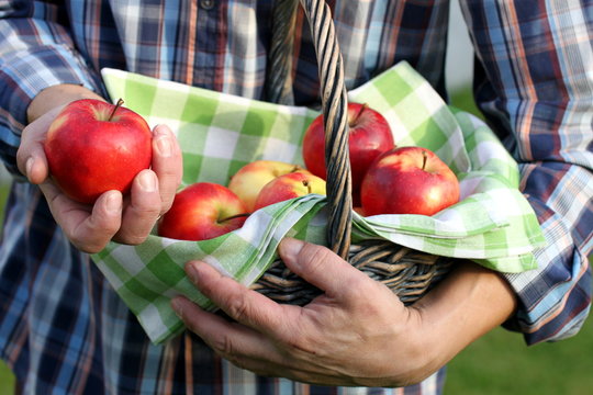 G&auml;rtner im alten Land h&auml;lt frischen Apfel, Korb