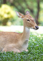 Close-up fallow deer in wild nature