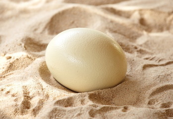 Fototapeta na wymiar Ostrich eggs