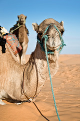 Dromadaire dans le désert du Sahara - Tunisie