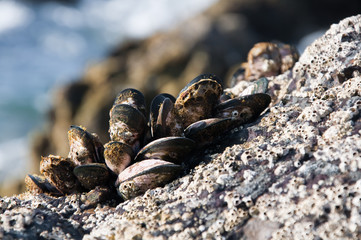 Miesmuscheln