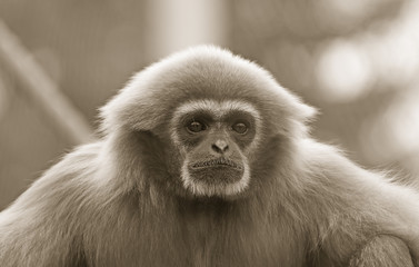Lar gibbon
