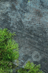 natural background - mossy wood