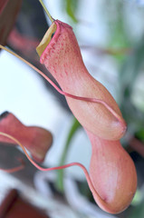 Heliamphora, Predatory carnivorous orchid from the Ecuadorian Am