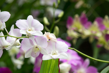 orchid