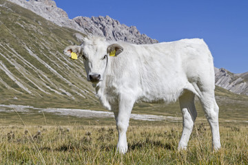 Kalb auf dem Campo Imperatore in den Abruzzen