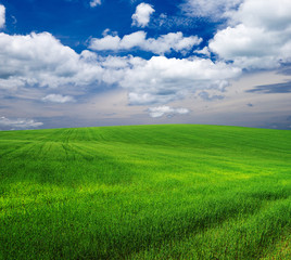 Obraz premium field