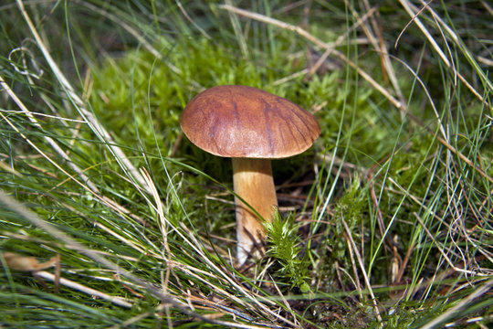 Bolete in the Forest - Mushrooms