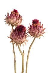 Drei getrocknete Protea