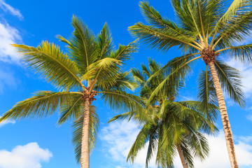 Obraz premium Palm trees against a blue sky