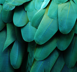 Fototapeta Macaw Feathers (Turquoise) obraz