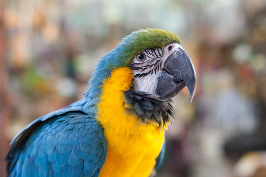 Parrot macaw closeup