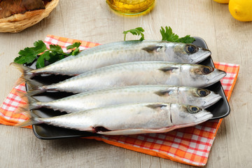 Pesce sgombro fresco pescato